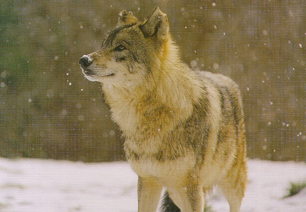 le loup